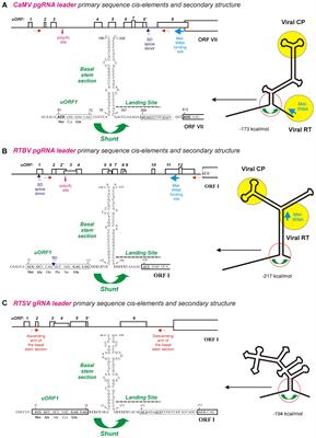 Ribosome Shunting, Polycistronic Translation, and Evasion of Antiviral Defenses in Plant Pararetroviruses and Beyond